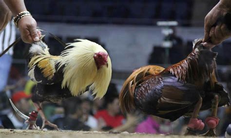 cockfighting philippines online|ONLINE SABONG: The BEST Online Sabong platforms sa Pinas!.